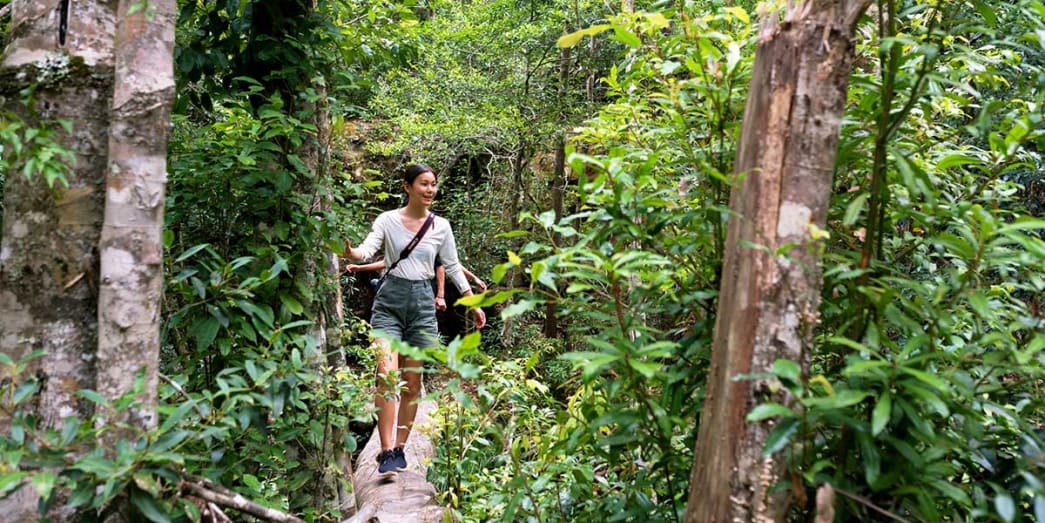 Lush gardens in Watagans National Park Lake Macquarie New South Wales