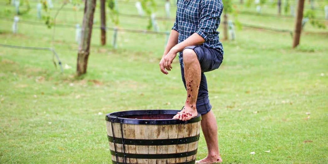 Grape stomping at the Hunter Valley New South Wales Australia