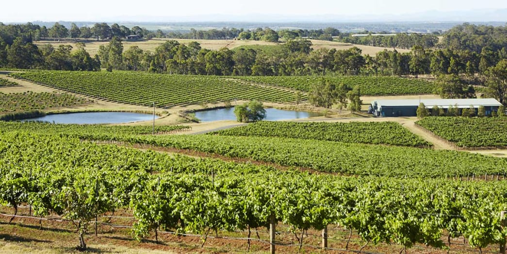 Lush and green landscape of Audrey Wilkinson Vineyard, Pokolbin New South Wales