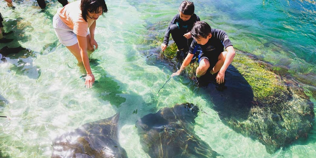 Kids enjoying the moment as they experience Irukandji Shark and Ray Encounters in Port Stephens NSW