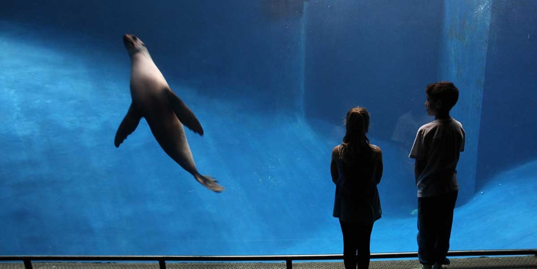 Kids at the Melbourne Zoo watching the sea creatures swim the blue waters of large 360-degree aquarium