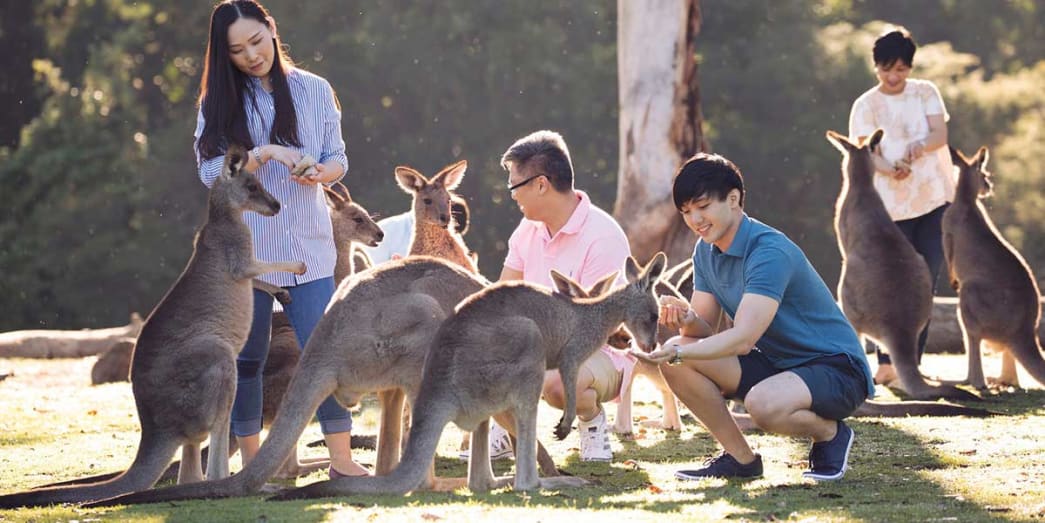 Tourists feeding the Koalas at the Lone Pine Koala Sanctuary in Brisbane Australia