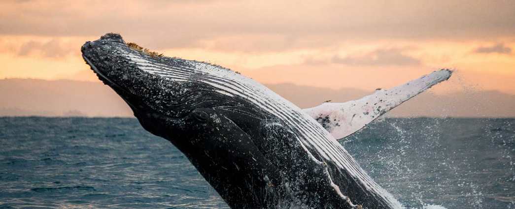 whale watching