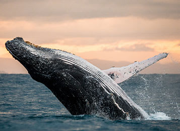 Top 5 places to watch the whales this winter