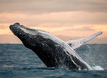 Whale watching season with Oaks Hotels & Resorts