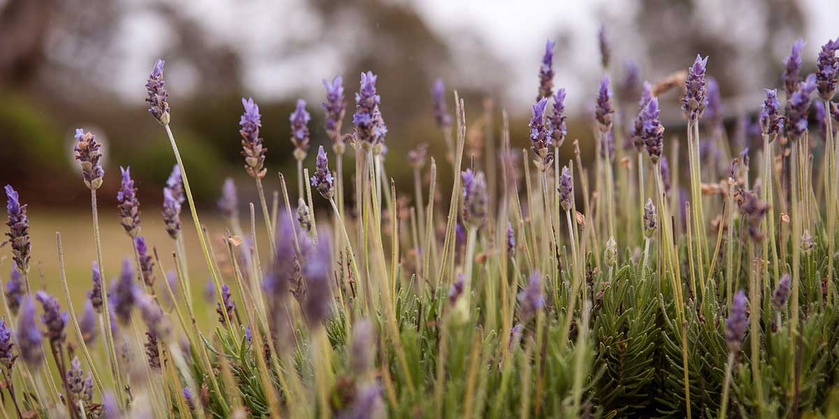 Lyndoch Lavender Farm and Café at the Barossa Valley