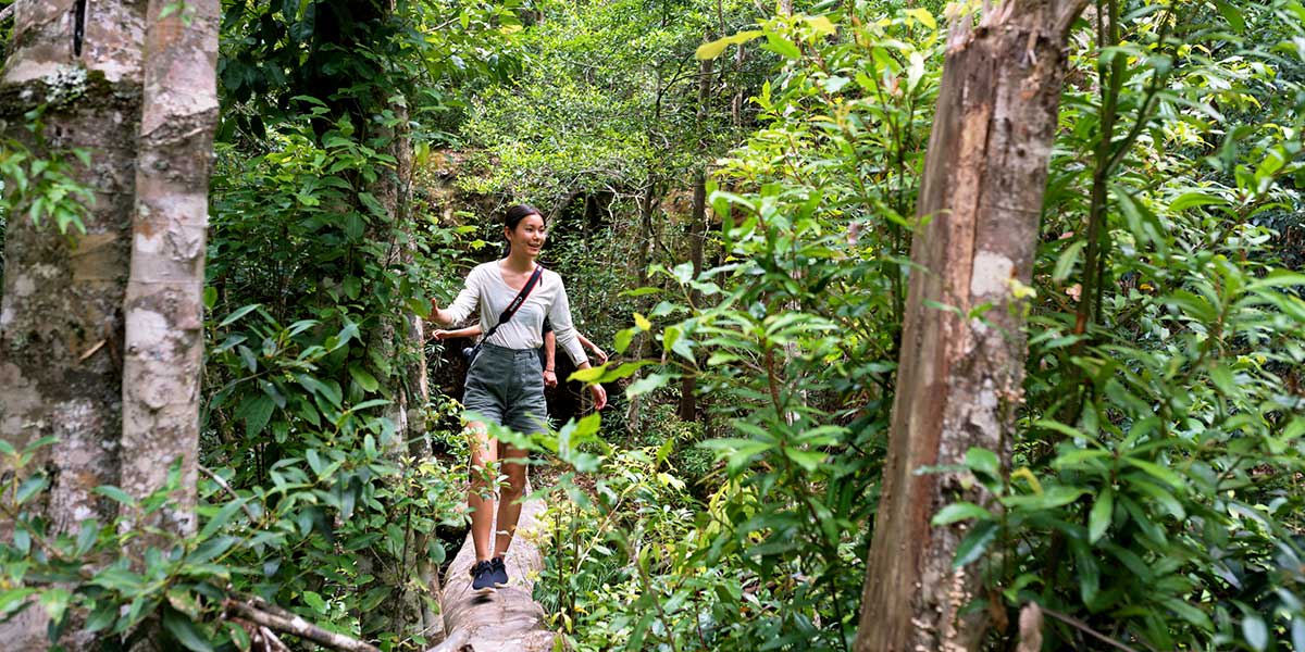 Lush gardens in Watagans National Park Lake Macquarie New South Wales
