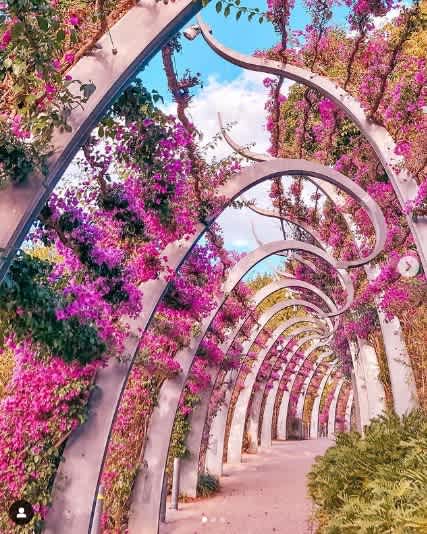 Brisbanes Grand Arbour blooming with bright purple bougainvillea flowers covering the steel structure’s twisting metal curves.