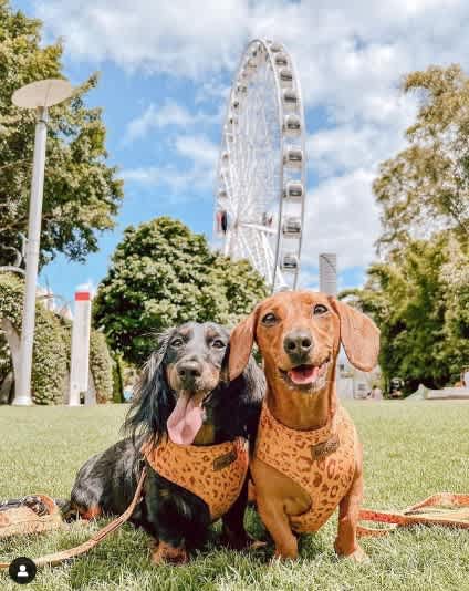 Two cute puppies posing for some Instagrammable snaps by the landmark wheel of brisbane