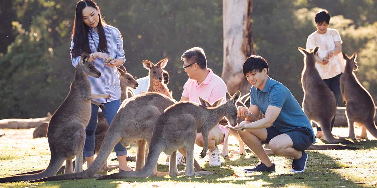 Tourists feeding the Koalas at the Lone Pine Koala Sanctuary in Brisbane Australia