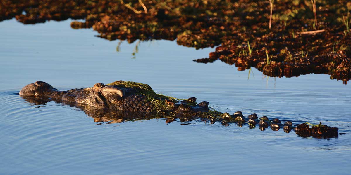Crocodile attraction at Lords Kakadu and Arnhemland Safaris