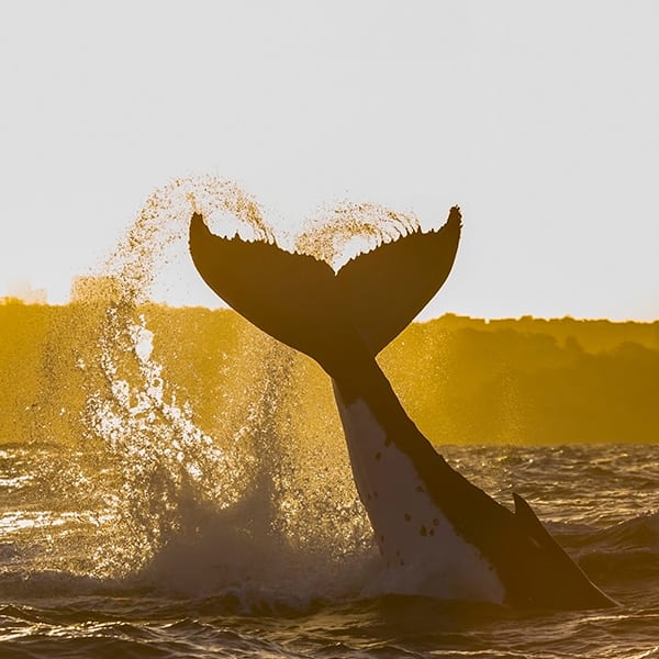 Experience Brisbane Whale Watching Tour with Oaks