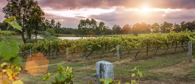 Hunter Valley vineyard at dusk near Oaks Hotels and Resorts