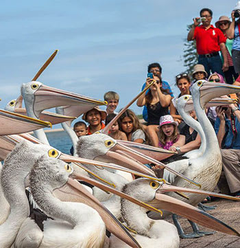children feeding pelicans at The Entrance in NSW