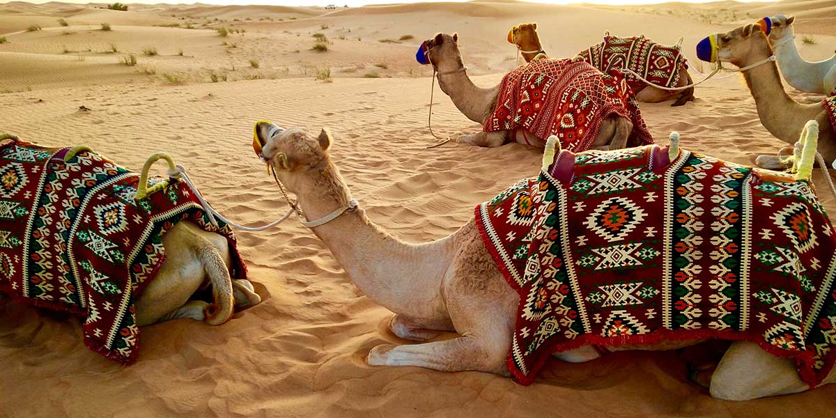 Dubai dessert with camels resting on the sand