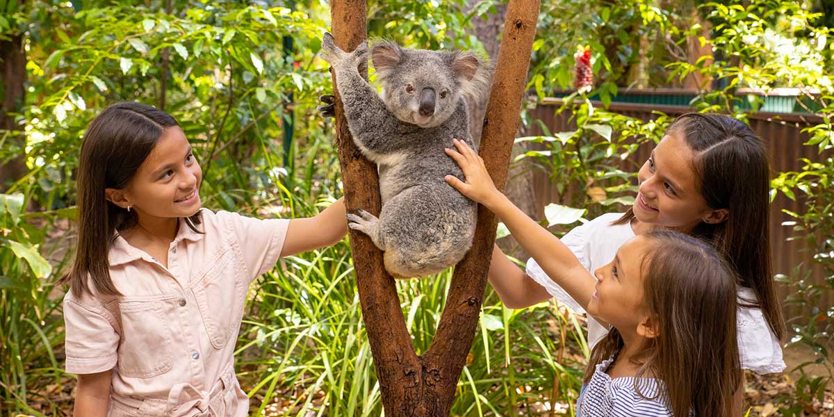 Children gets up close and personal with a koala at the Currumbin Wildlife Sanctuary Gold Coast Queensland