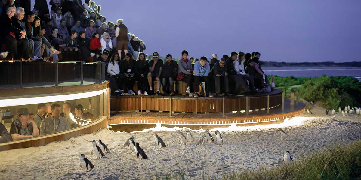 A group of people getting up close and personal with the entertaining colony of penguins at the Phillip Island Nature Park