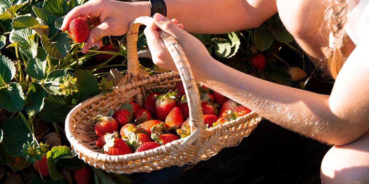 A  girl carrying a basket full of strawberries while picking more strawberries at the field