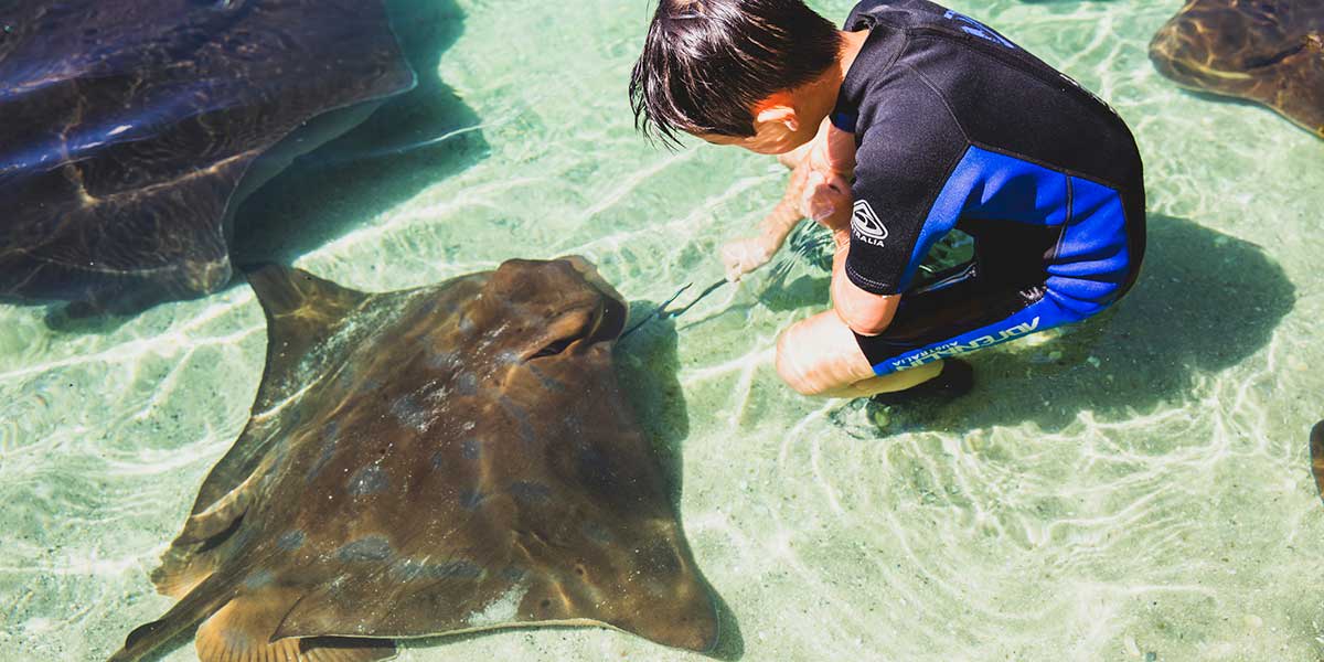 Little kid get to experience Irukandji Shark and Ray Encounters