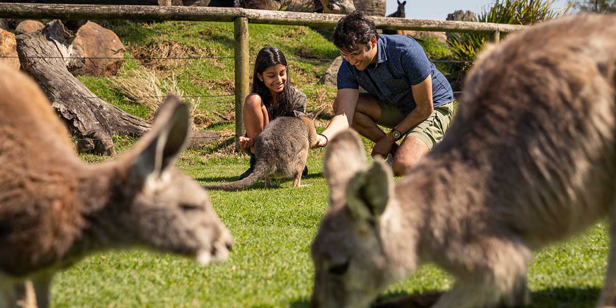 Feeding llamas and other wildlife animals at Oakvale Wildlife Park