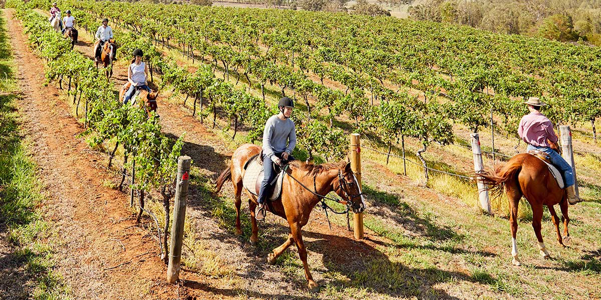 Horse back-riding tour from winery to winery in Hunter Valley 