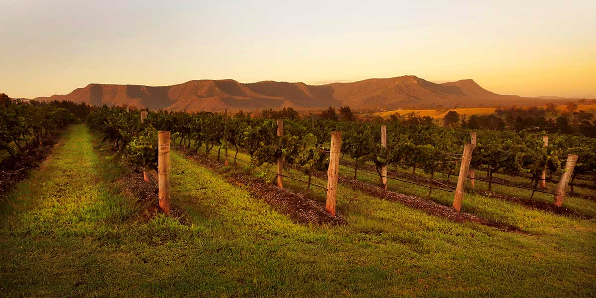 Scarborough Wine Farm in Hunter Valley New South Wales