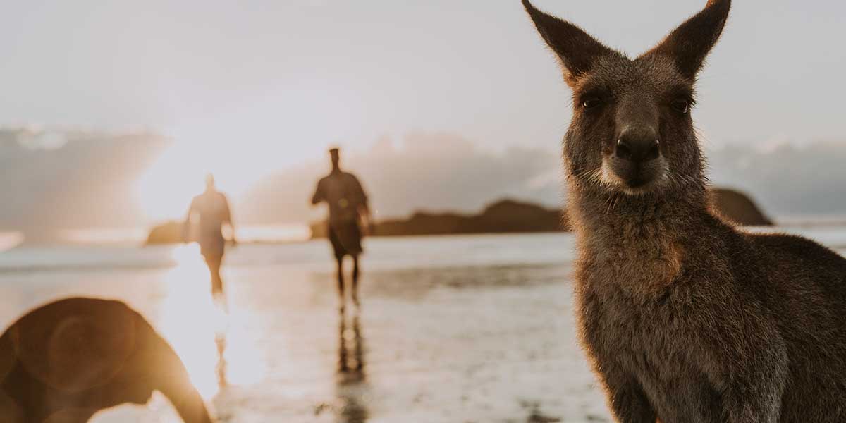 Kangaroo at the Cape Hillsborough National Park