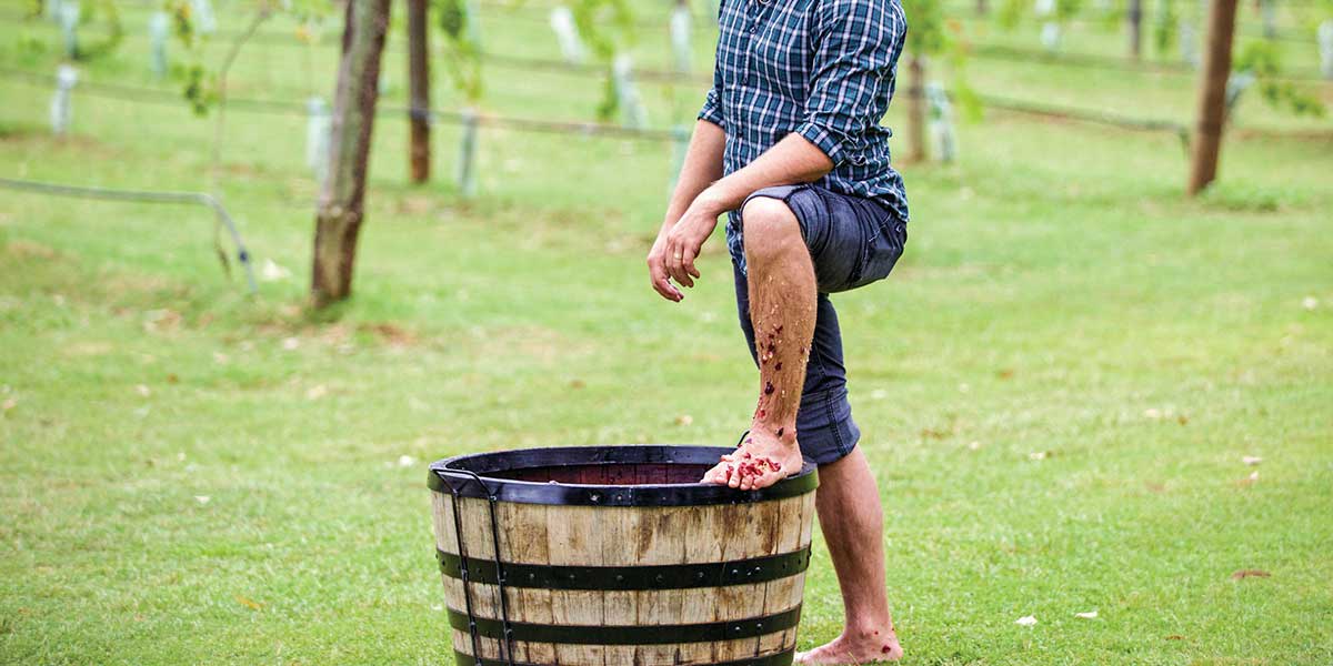 Grape stomping at the Hunter Valley New South Wales Australia