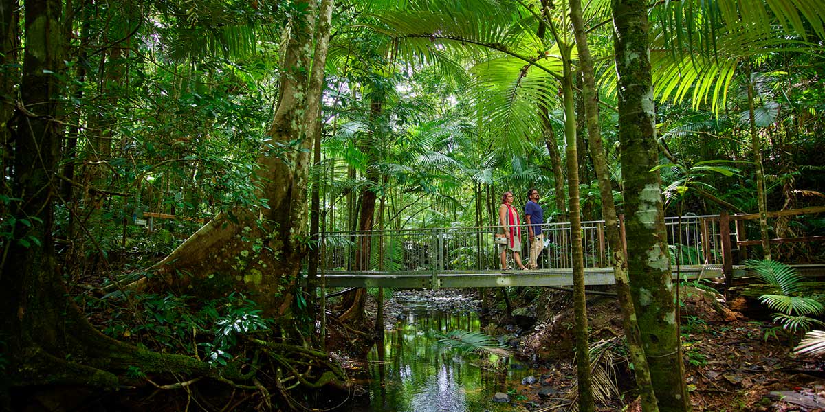 Tourists get lost deep in the magnificent lush greens Daintree Rainforest