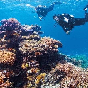 Surfers dive deep the Great Barrier Reef, with colourful coral, tropical reef fish and plenty of curious species living beneath the waters
