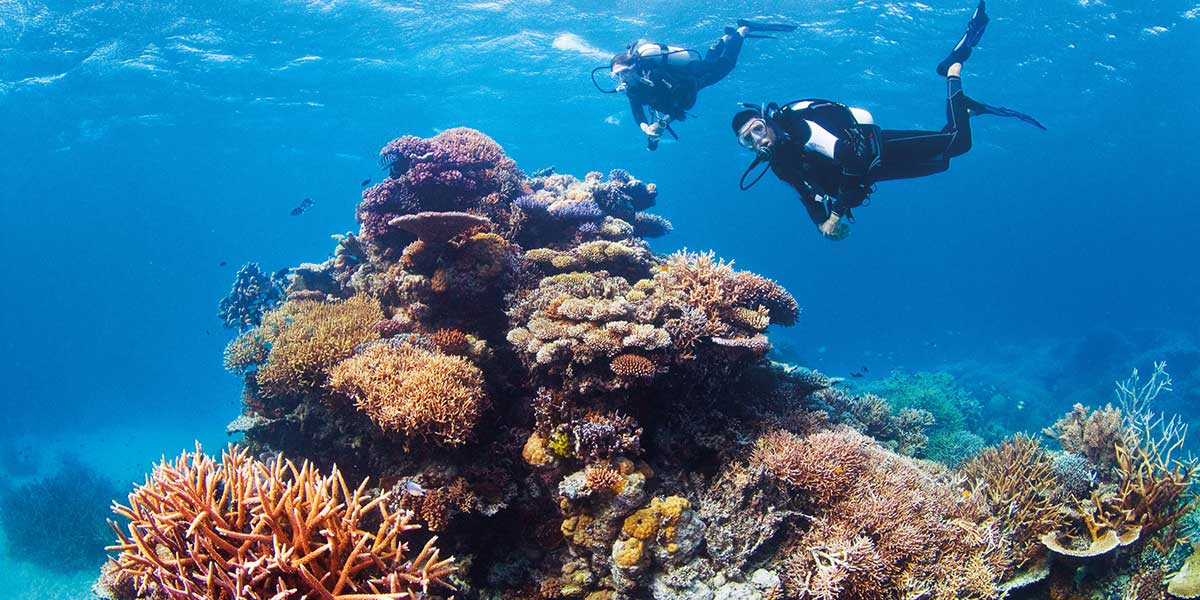 Surfers dive deep the Great Barrier Reef, with colourful coral, tropical reef fish and plenty of curious species living beneath the waters