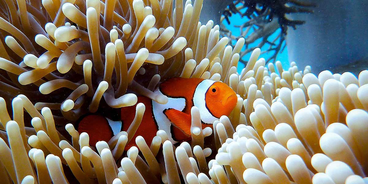 Nemo Clown Fish living in the corals of Great Barrier Reef