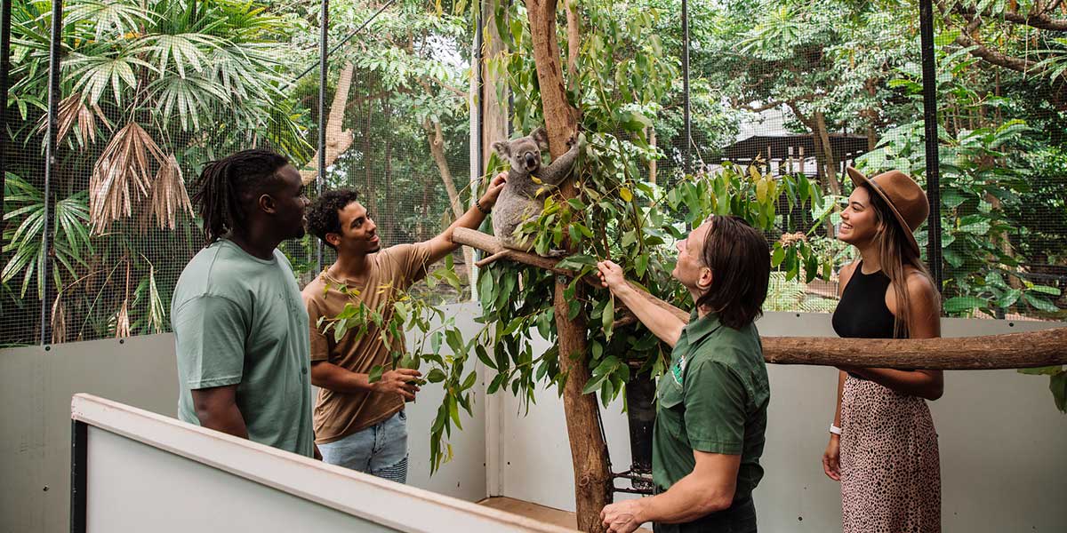 Four tourists touching a Koala at the Wildlife Habitat Zoo in Port Douglas Queensland