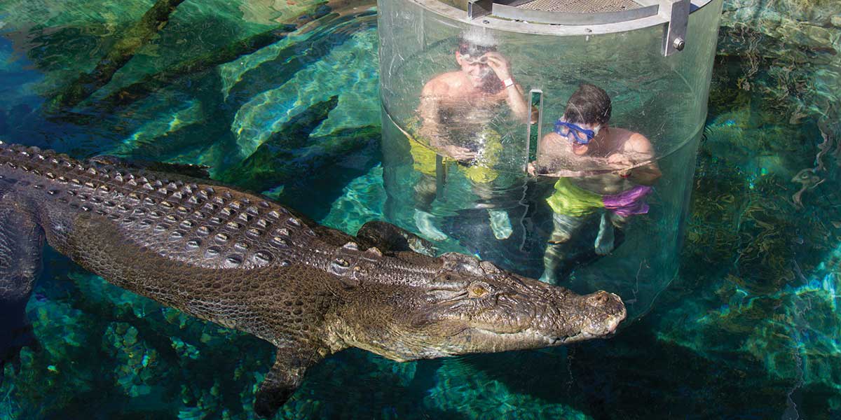 Swimming with Crocodiles in the Crocosaurus Cove at Darwin Northern Territory Virgin Australia