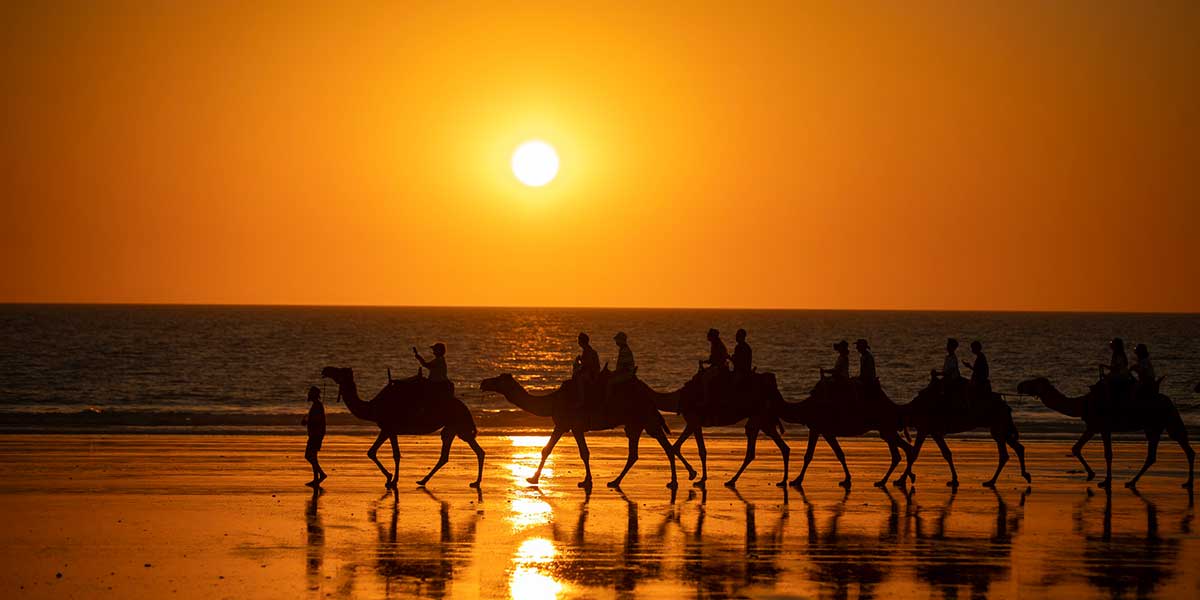Group of Camels walking along the Cable Beach on a scenic sunset