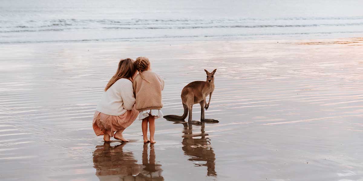 A personal encounter with Kangaroo at Mackay Cape Hillsborough