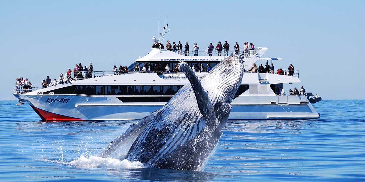 Group of people in a cruise enjoying the whale watching adventures in Brisbane Queensland