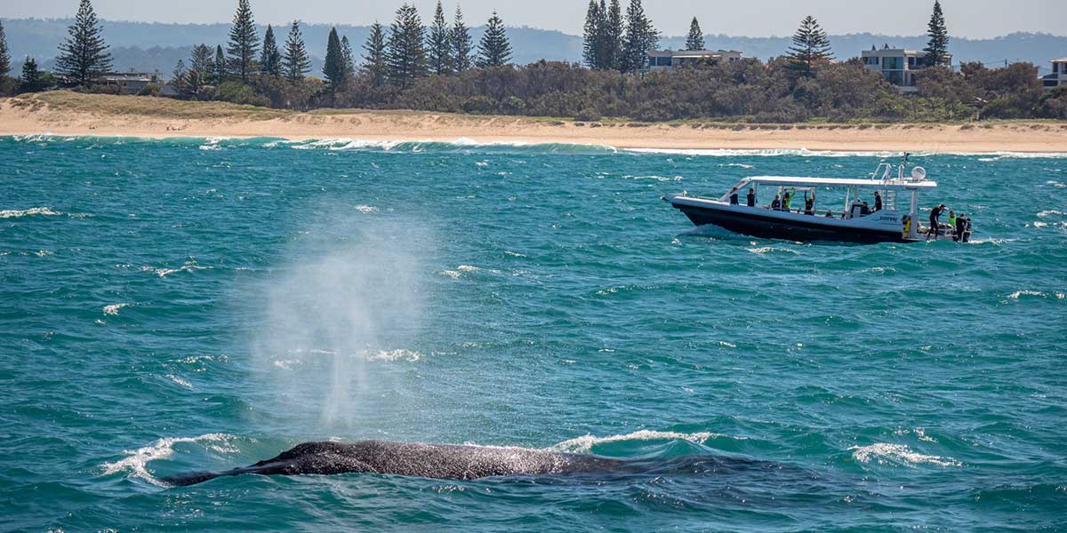 Sunreef Whale Watching Activity at the stunning Sunshine Coast coastline