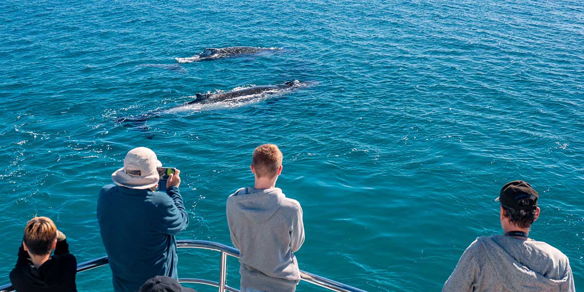 Whale watchers enjoying the moment as whales are showing off their flip slaps and blowhole spurts in the calm coastal town of Hervey Bay