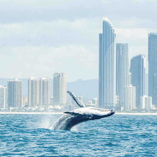 Whale Watching Cruise from Sea World on the Gold Coast Australia