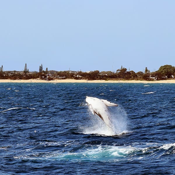 Experience Brisbane Whale Watching Tour with Oaks
