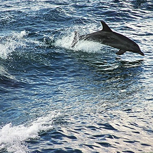 Glenelg Adelaide swimming dolphins