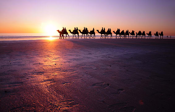 Camels walking on beach at sunset near Oaks Hotels Western Australia